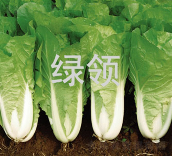 ���v1259-��˷N��-�G�I(l��ng)�N�I(y��)