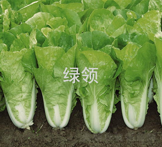 ���v236-С�ײ˷N��-�G�I(l��ng)�N�I(y��)