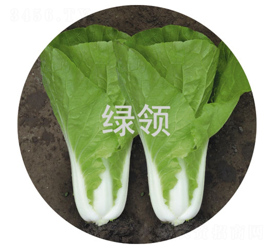 ���v188-С�ײ˷N��-�G�I(l��ng)�N�I(y��)