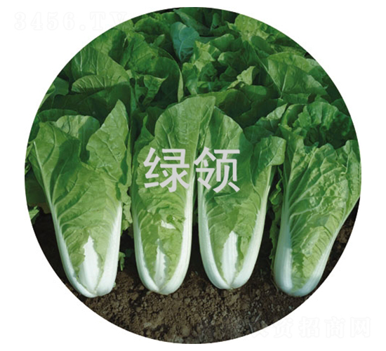 ���v168-С�ײ˷N��-�G�I(l��ng)�N�I(y��)