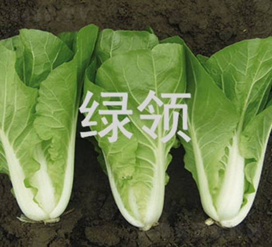 ���v26̖-С�ײ˷N��-�G�I�N�I(y��)