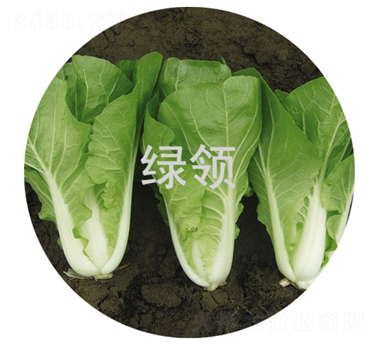 ���v5̖-С�ײ˷N��-�G�I(l��ng)�N�I(y��)