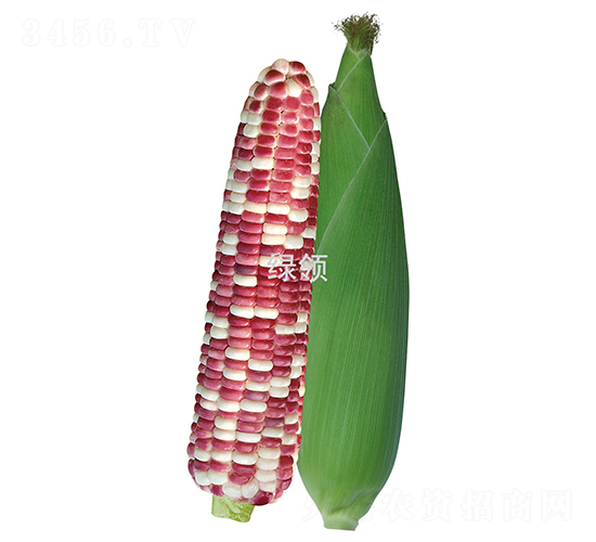 �KŴ��̖(h��o)-Ŵ���׷N��-�G�I(l��ng)�N�I(y��)