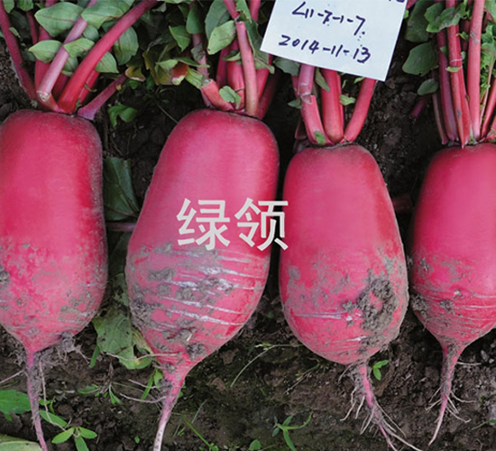 ��t-�}���N��-�G�I(l��ng)�N�I(y��)