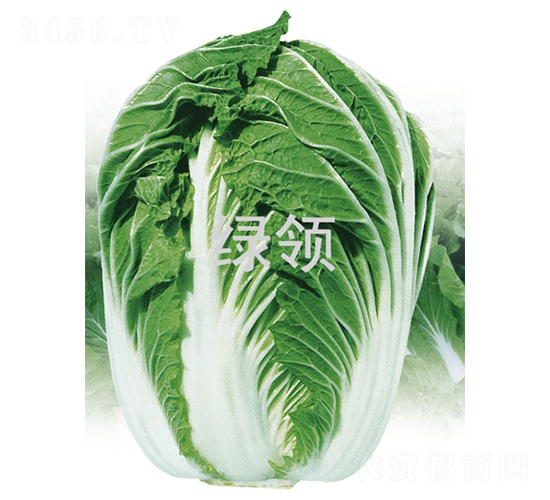 �800-�ײ˷N��-�G�I(l��ng)�N�I(y��)