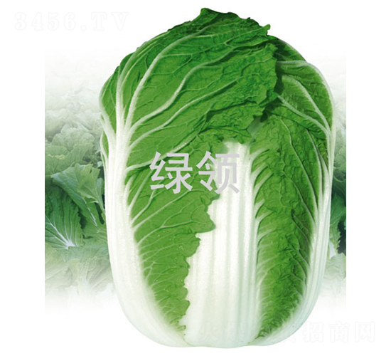 �600-�ײ˷N��-�G�I(l��ng)�N�I(y��)