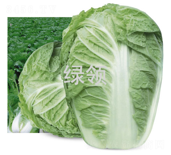 �G�I(l��ng)R2-�ײ˷N��-�G�I(l��ng)�N�I(y��)