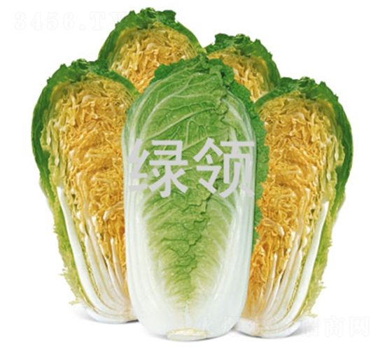 ���-�ײ˷N��-�G�I(l��ng)�N�I(y��)