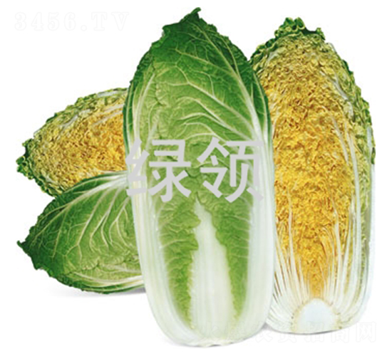 ��ؐ-�ײ˷N��-�G�I(l��ng)�N�I(y��)