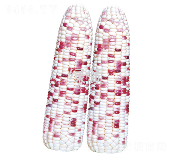 ����Ŵ608-���׷N��-�G�I(l��ng)�N�I(y��)