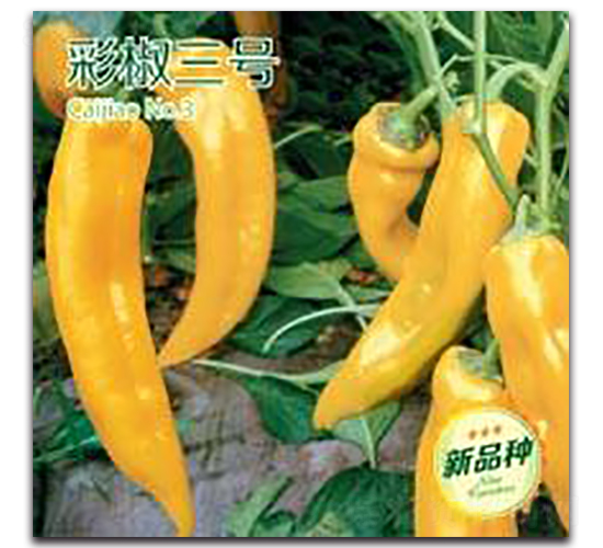 �ʽ���̖-�ʽ��N��-�����Z