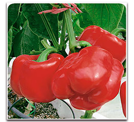 �tɺ��-�����N��-�����Z