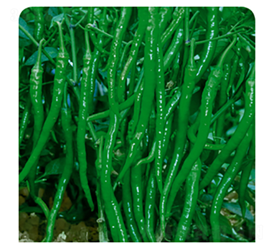 �ھ�����-�����N��-�����Z