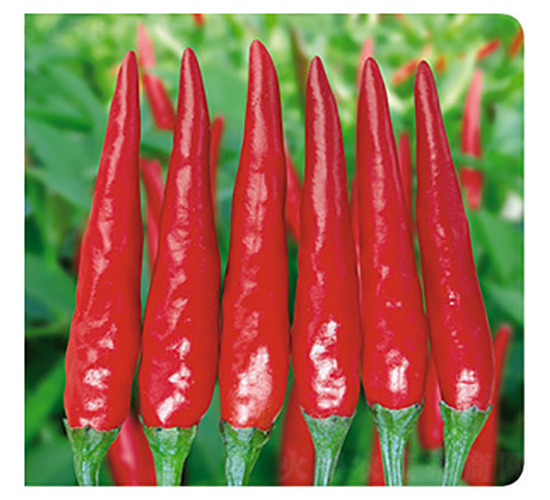 �ʺ�106-�����N��-�����Z