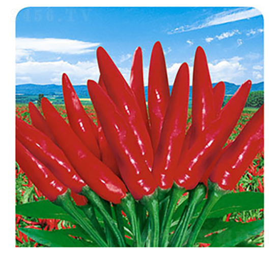 �ʺ�88-�����N��-�����Z