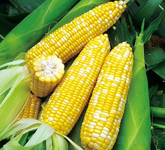 �pɫ�۴�-Ŵ���׷N��-���r(n��ng)��