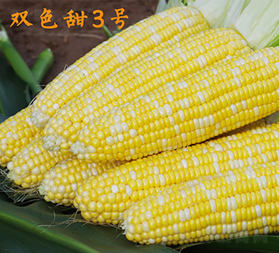 �pɫ��3̖-�����׷N��-���r(n��ng)��