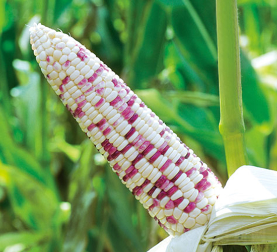 ����Ŵ627-��Ŵ���׷N��-���r(n��ng)��