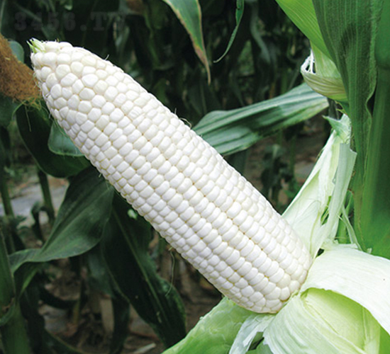 ��Ŵ628-��Ŵ���׷N��-���r(n��ng)��