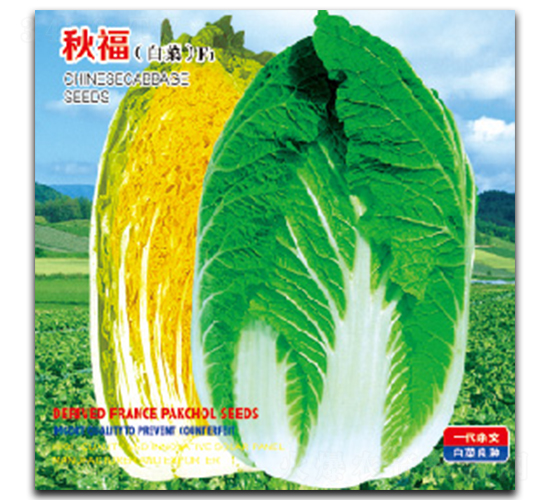 �︣-�ײ˷N��-�����_(d��)