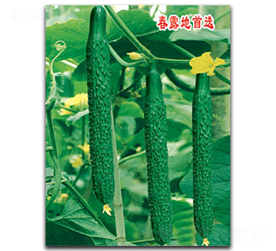 �S�r��-�S�ϷN��-�S�r�r�I(y��)