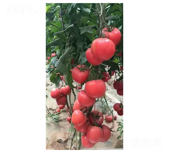 ����-���t���N��-����r(n��ng)�I(y��)