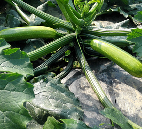 ����303-�����J�N��-����r(n��ng)�I(y��)