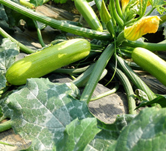 �A��901-�����J�N��-����r(n��ng)�I(y��)