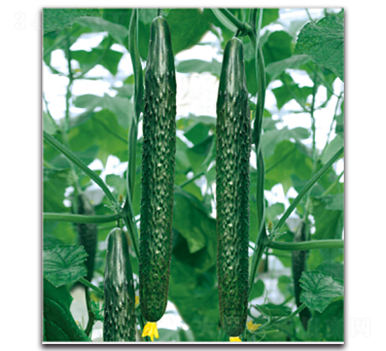 �G��3̖-�S�ϷN��-�����r(n��ng)