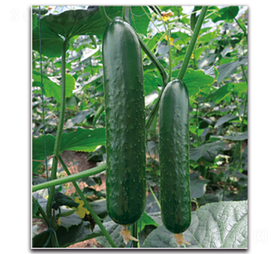 �G��4̖-�S�ϷN��-�����r