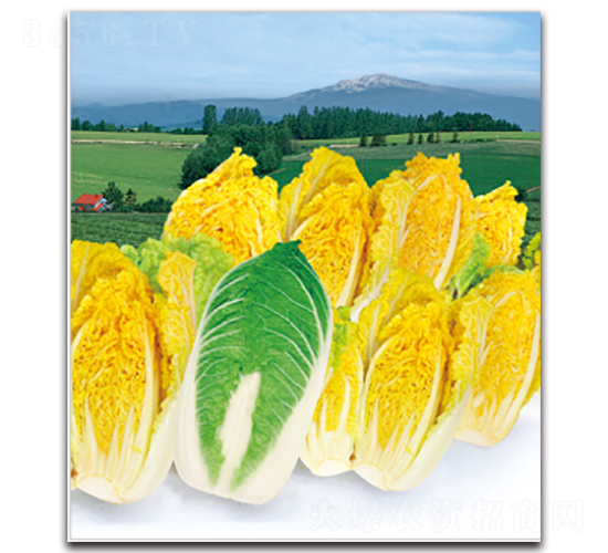 ����-�ײ˷N��-�����r(n��ng)