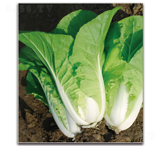 ����1̖(h��o)-�ײ˷N��-�����r(n��ng)