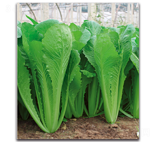 ����2̖-���˷N��-�����r(n��ng)