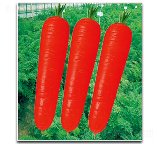 ��t��̖-�}���N��-�����r(n��ng)