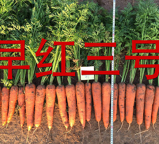 ��t��̖-�}���N��-�����r(n��ng)