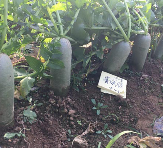 ��Ǵ���̖-�}���N��-�����r