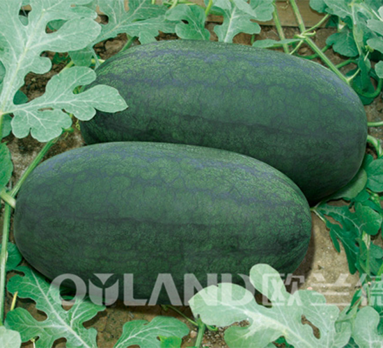 �_���n��������-���ϷN��-�W�m��