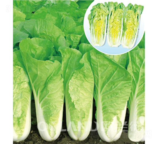 �W��566-��˷N��-�W�m��