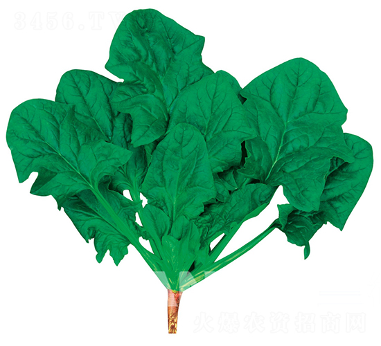 ���G-���˷N��-�W�m��