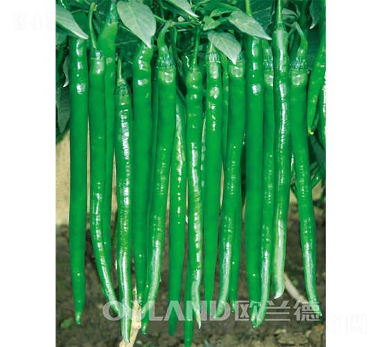 ����003-�����N��-�W�m��