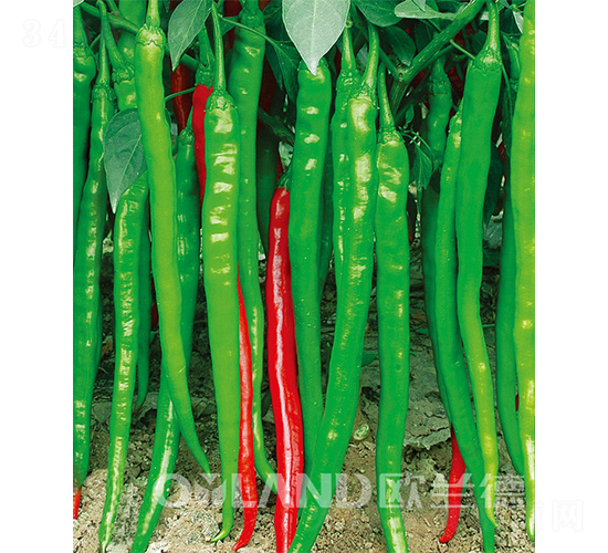 �G�ʄ�-�����N��-�W�m��