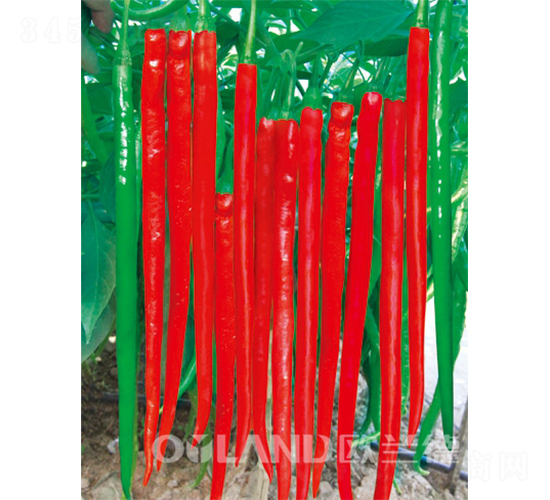 ����313-�����N��-�W�m��