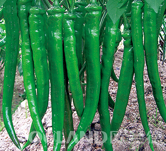 ��Ʒ��ؐ-�����N��-�W�m��