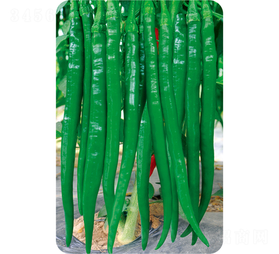 �ڽ��L-�����N��-�W�m��