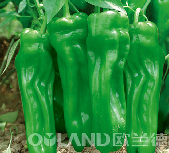 �W�������܊-�����N��-�W�m��