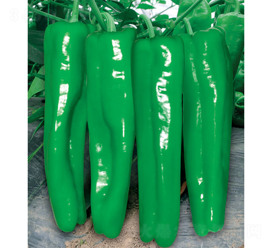 ���ώ�2̖�罷-�ݽ��N��-�W�m��