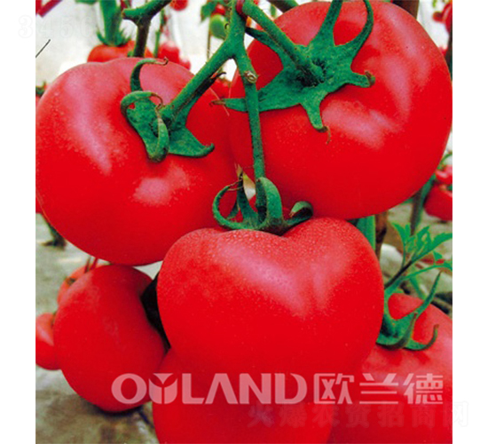 �W��704-���ѷN��-�W�m��