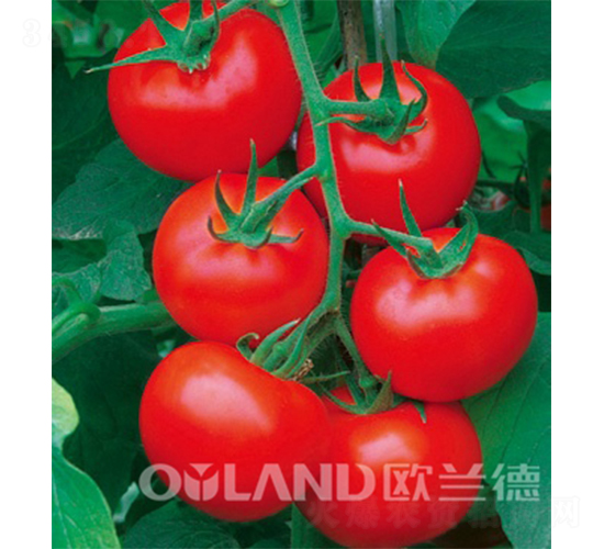 �W����t-���ѷN��-�W�m��