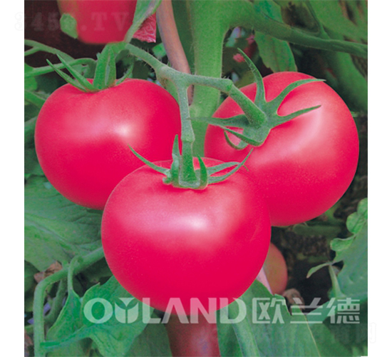 �ϚWһ̖-���ѷN��-�W�m��