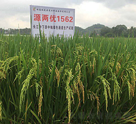 Դ�Ƀ�(y��u)1562-ˮ���N��-�һ�Դ